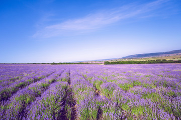 Fototapeta na wymiar Lavender Field in the summer