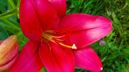 Fototapeta na wymiar Beautiful crimson lilies grow on the flower bed.