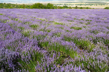 Plakat Lavender Field in the summer