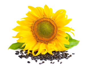 Obraz premium Yellow sunflower and sunflower seeds on a white background