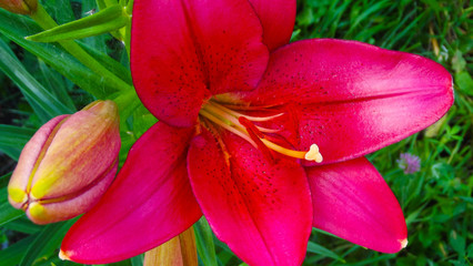 Beautiful crimson lilies grow on the flower bed.