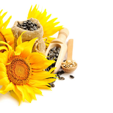 Yellow sunflowers with wooden spoon and a small bag of seeds on a white background