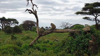 Fototapeta na wymiar baboon in kenya