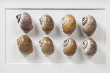 Series of Shells Graphic canvas made of 3D objects