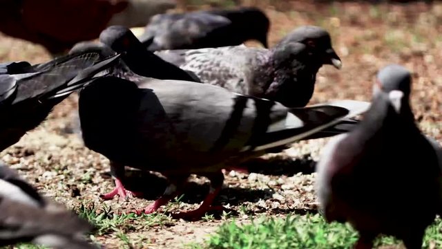 Pidgins Eating Piece Of Bread in 4k