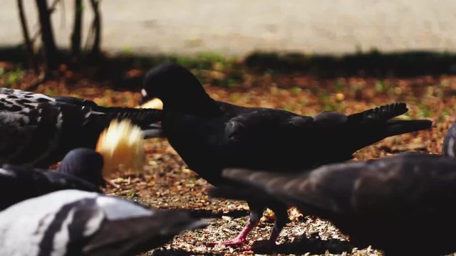 Pidgins Eating Piece Of Bread in 4k