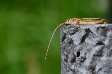 Japanese grass lizard is basking in the warm sunshine.
