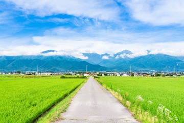 Fototapeta na wymiar 夏の信州　安曇野の田園風景