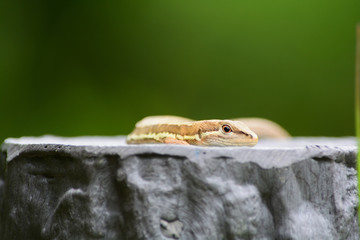 Japanese grass lizard is basking in the warm sunshine.