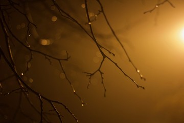 Branches in Fog