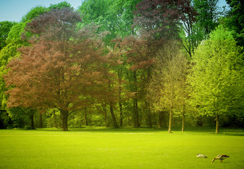 Beautiful view of a meadow flanked by trees at the Englisher Garten, green park in the heart of Munich
