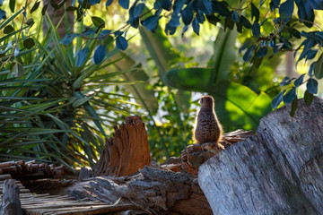 Meerkat sitting on the rock