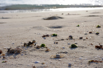 砂浜のカニ