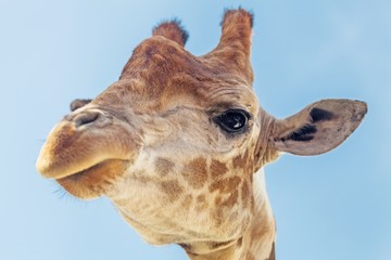 Obraz premium Giraffe's Head Close-Up