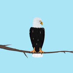  eagle sitting on a branch against a light background