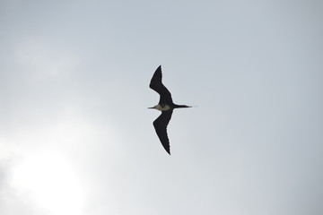 Gaviotas 
