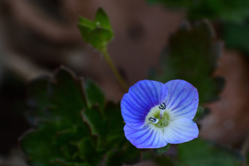 Tiny blue flower in spring.
