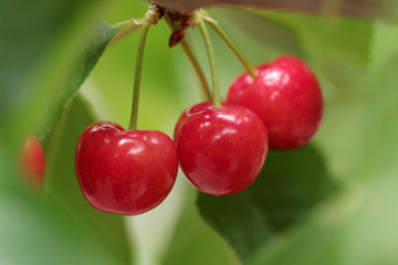 organic cherries on the branch
