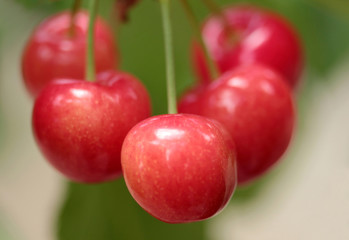 organic cherries on the branch