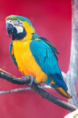 Macaw Parrot Sitting on a Branch