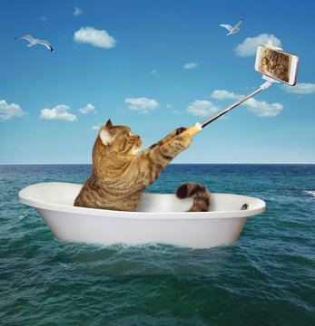 The cat is sitting into the tub and making a selfie in the sea.