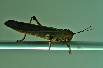 Insecto