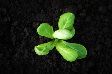 Selective focus of Vegetable sapling over the soil in the greenhouse