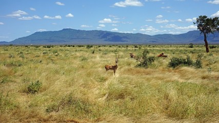 gazelle in kenyan savanna