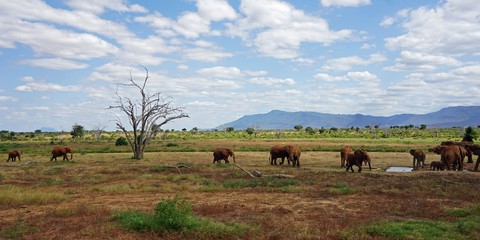 elephants of kenya