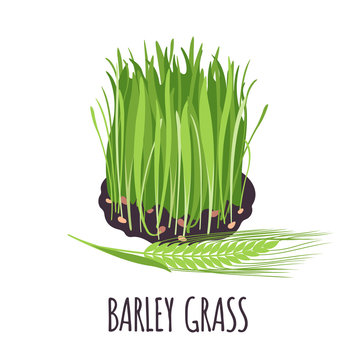 Barley Grass Icon In Flat Style Isolated On White.