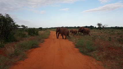 elephants of kenya