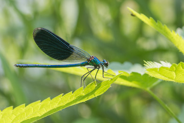 Banded demoiselle male - Calopteryx splendens