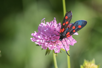 Slim burnet - Zygaena angelicae