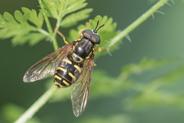 Hoverfly Chrysotoxum festivum