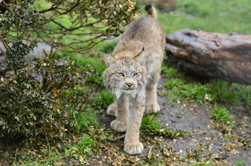 lynx