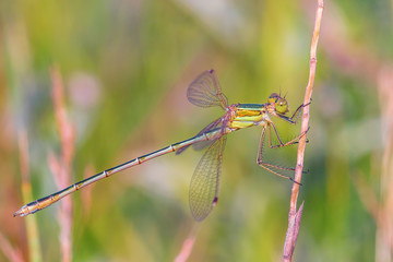 Shy emerald damselfly - Lestes barbarus
