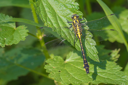 Gomphus vulgatissimus - female