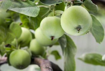 Abundant harvest of green apples on apple tree branch. Selective focus.