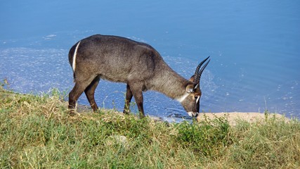 antelope in kenya