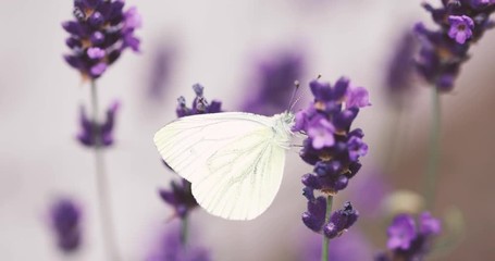 white butterfly on lavender
