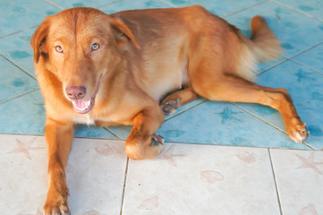 brown dog or half-breed dog