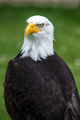 Obraz premium bald eagle in green gras