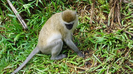 monkey in kenya