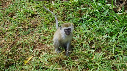 monkey in kenya