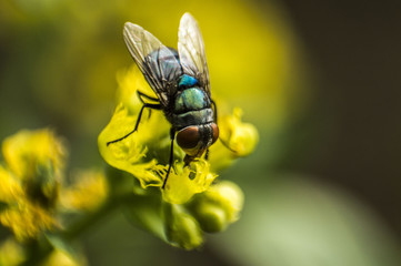 Mosca