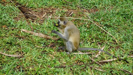 monkey in kenya