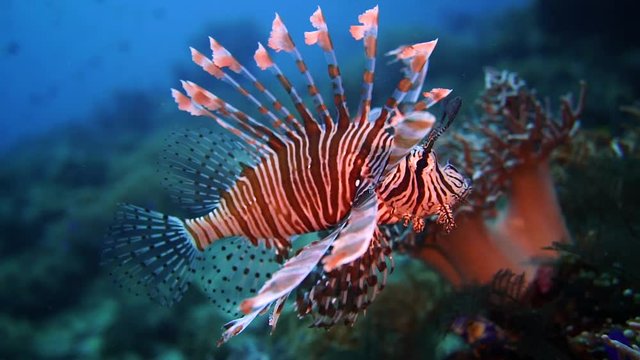 Underwater videography content. a lion fish swimming by the reef in Indonesia, lit up by a video light.