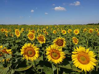 Obraz premium Beautiful field with sunflower in Russia