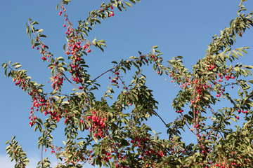 Organic cherries on a twig with leaves