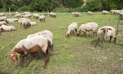 Fototapeta premium flock of brown and white sheep grazes in green meadow near farm in french provence area